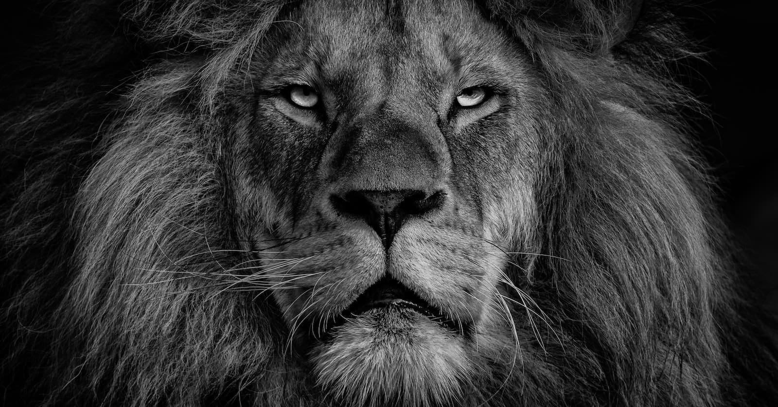 grayscale photo of lions face, the ruler, or king of the jungle